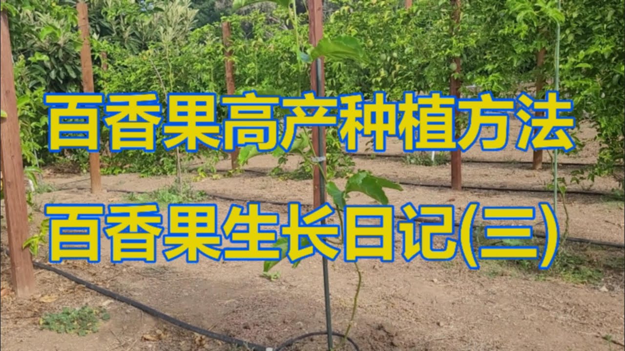 百香果 高产种植方法：百香果生长日记（三）