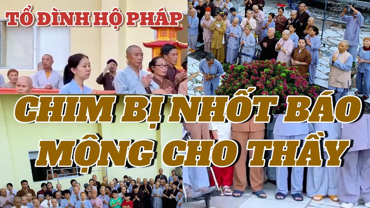NHỮNG CHÚ CHIM BỊ NHỐT BÁO MỘNG NHỜ THẦY PHÓNG SANH
