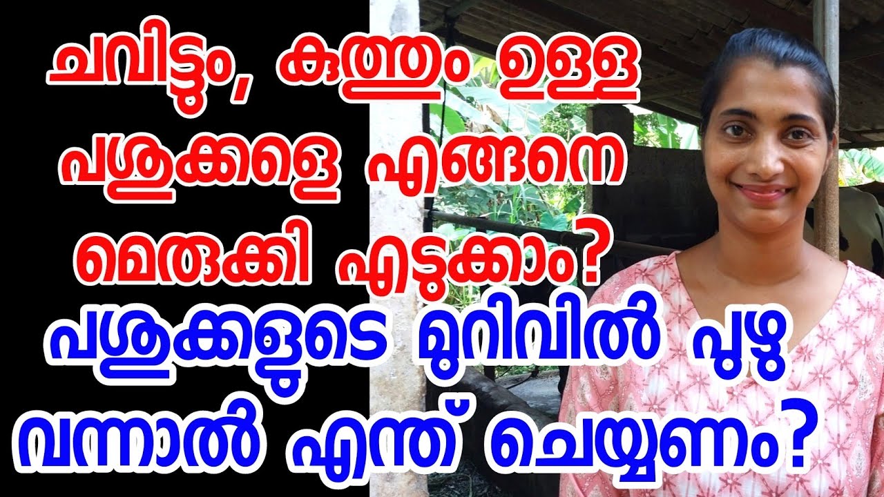 ചവിട്ടുന്ന പശുവിനെ മെരുക്കാൻ എന്ത് ചെയ്യണം? പശുവിന്റെ മുറിവിൽ പുഴു വന്നാൽ എന്ത് ചെയ്യണം? #cowfarming