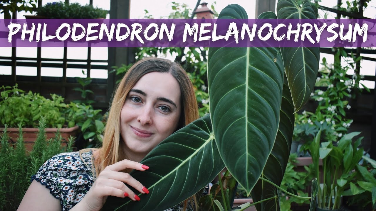 Philodendron Melanochrysum - Come prendersene cura