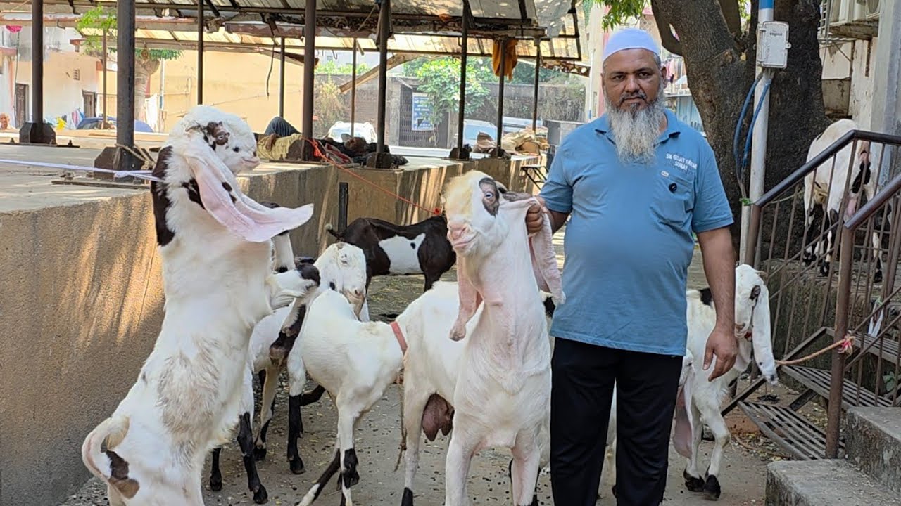 Surat Ka Biggest Hyderabadi Breeding Setup Saukh | SK Goat Farm Hyderabadi Saukh.