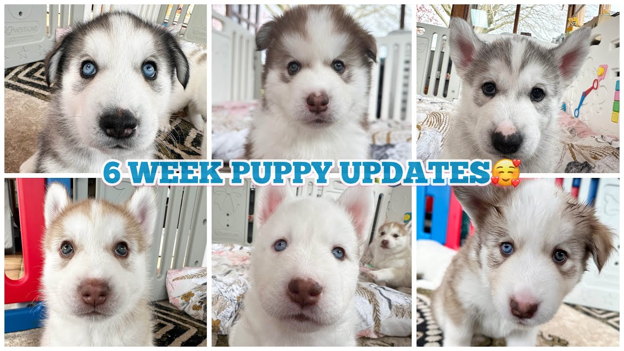 Husky Puppies 6 Week Update! The Personalities Are Hilarious! Vet Checks Today Too!