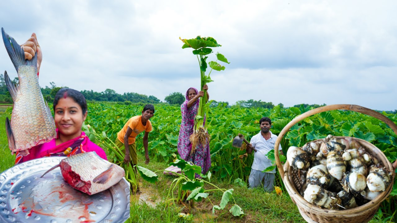জিরে বাটা আর দেশি কাতলা দিয়ে ধলি কচু রান্না |