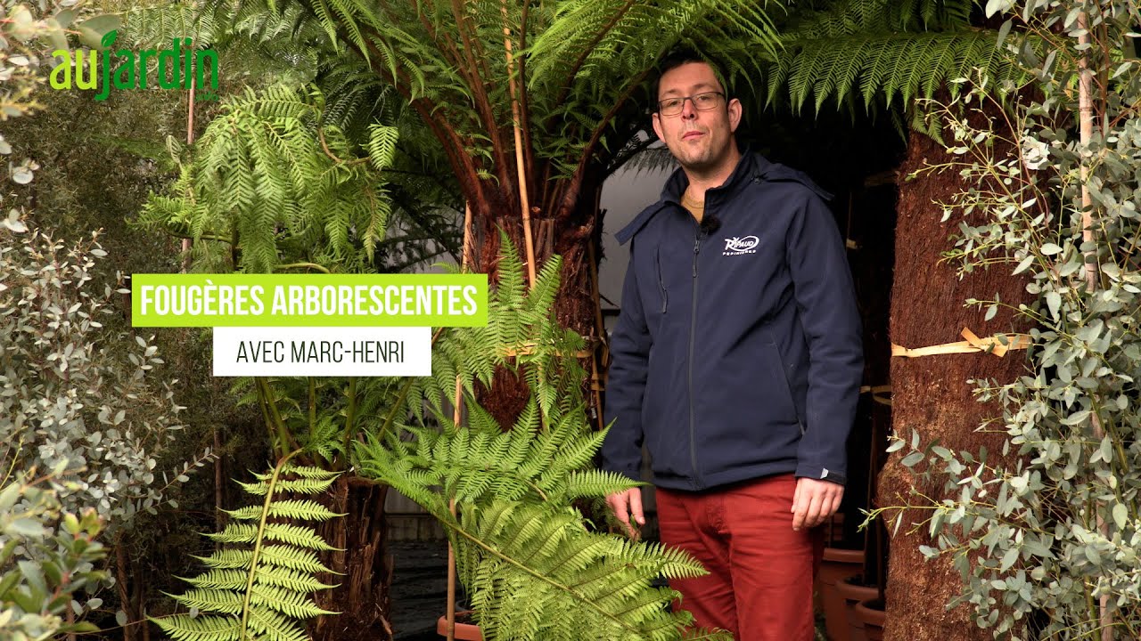 La FOUGÈRE ARBORESCENTE🌿assez FACILE de CULTURE et un LOOK EXOTIQUE🌿