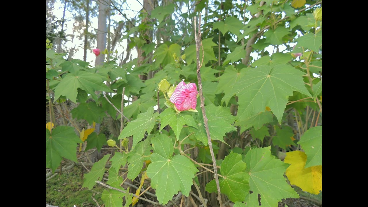 George L. Smith State Park