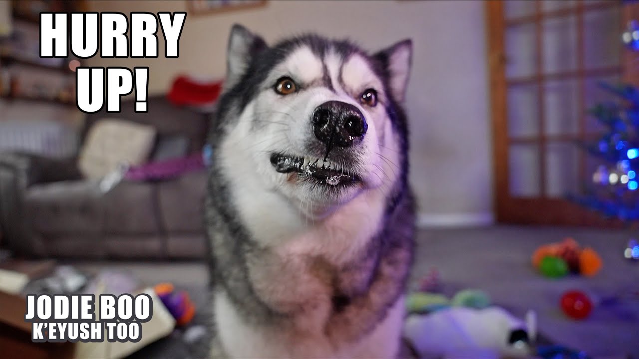 Christmas With My HUSKY Is CHAOTIC!