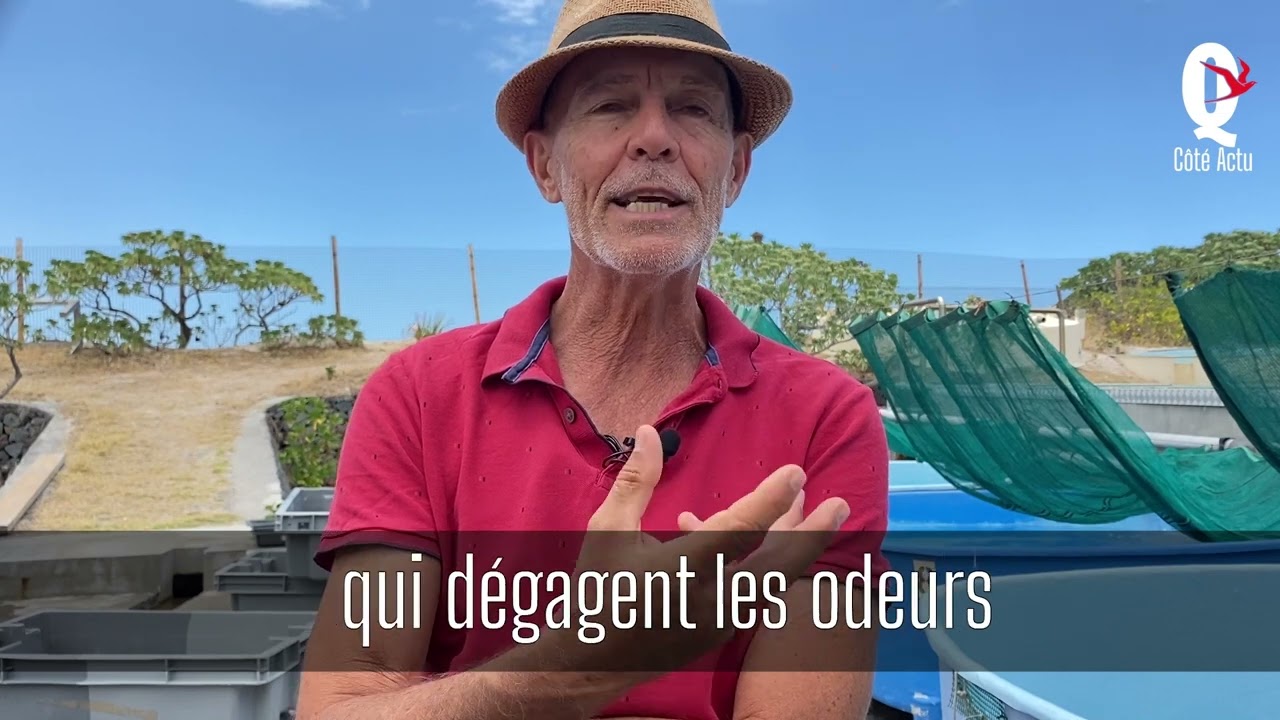 Cinq b&eacute;b&eacute;s tortues sous haute surveillance au centre de soins de Kelonia &agrave; Saint-Leu R&eacute;union.