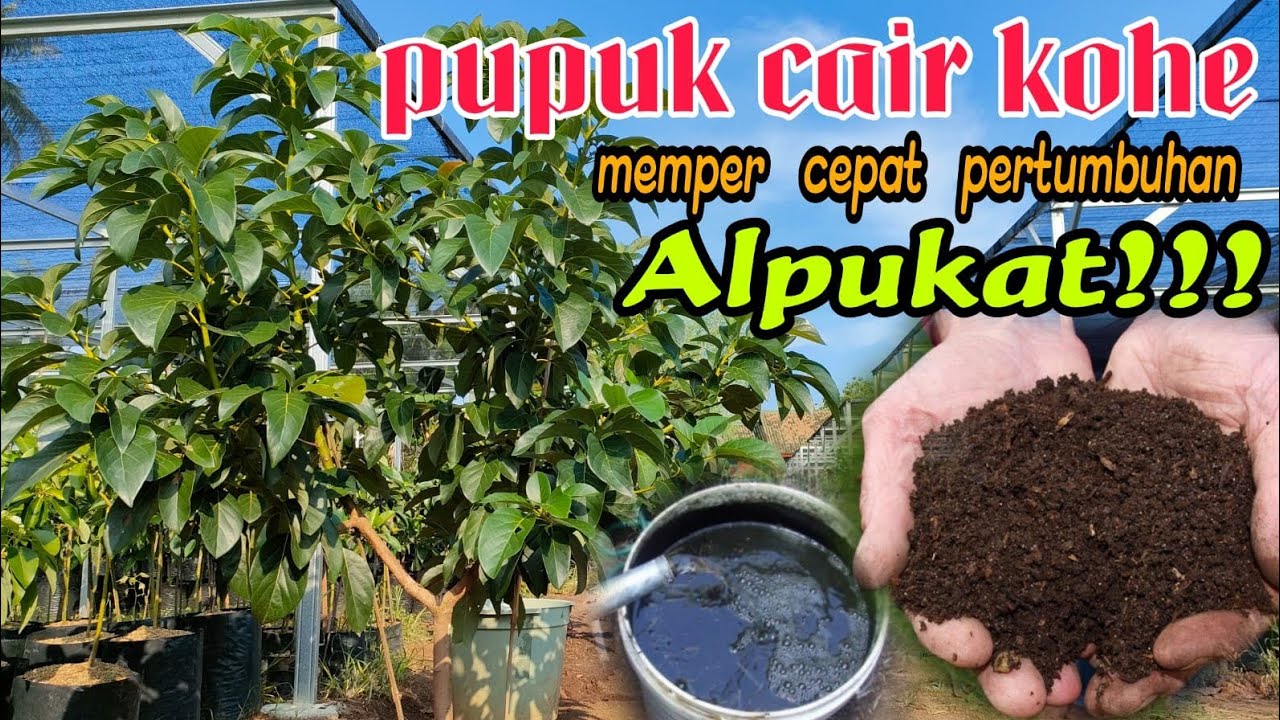 CARA MEMPERCEPAT PERTUMBUHAN ALPUKAT DENGAN PUPUK ORGANIK CAIR