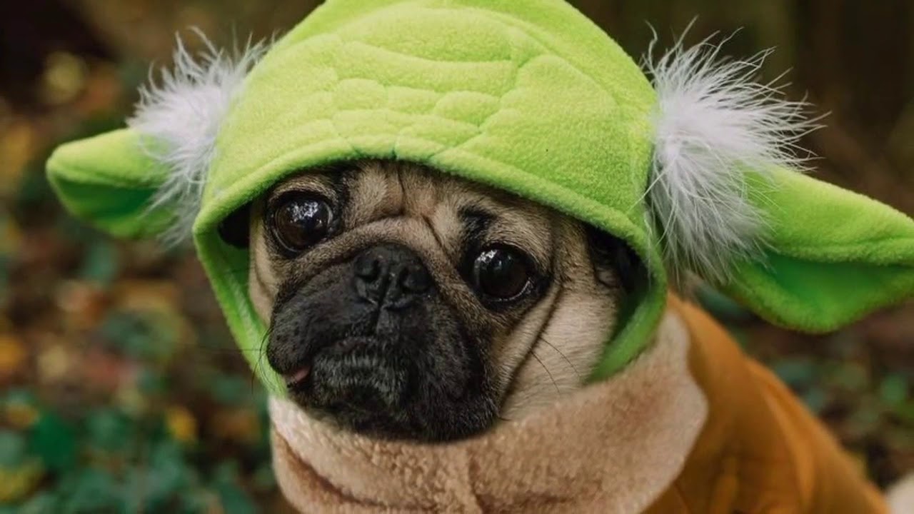 5 Most famous dogs on instagram