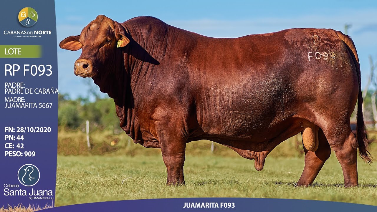 LOTE:8B - RP F093