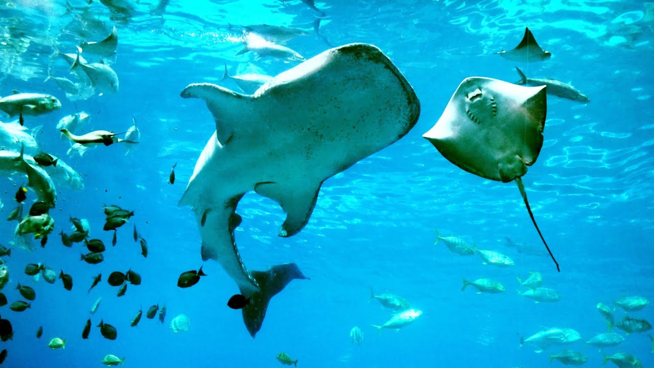 🐋🦈 WORLD'S BIGGEST AQUARIUM! 🐋🦈 Bucket List✔