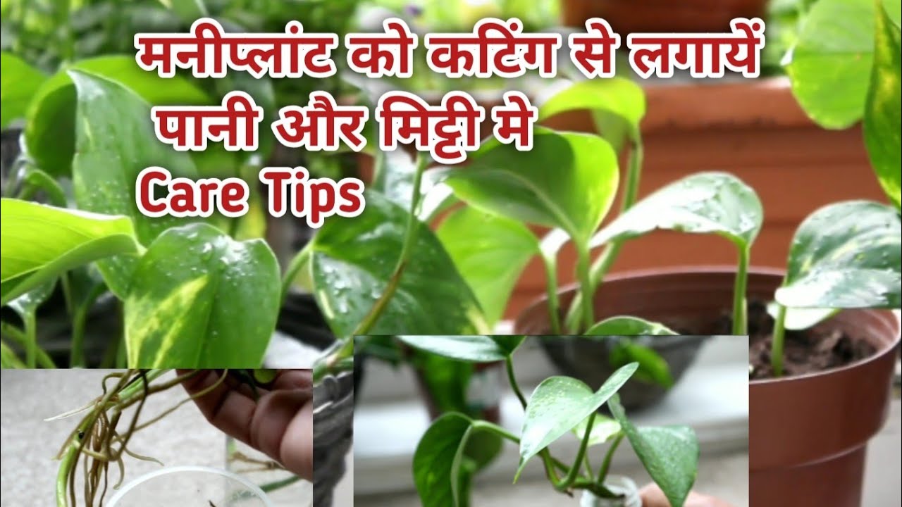 मनीप्लांट पानी में मिट्टी में लगायें बिल्कुल सही समय !! Growing cuttings & care tips of Moneyplant 