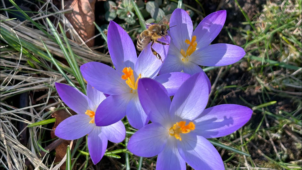 Der Frühling ist da im Friedenspark Habenhausen. Elfenkrokus, Schneeglöckchen und Honigbiene. 