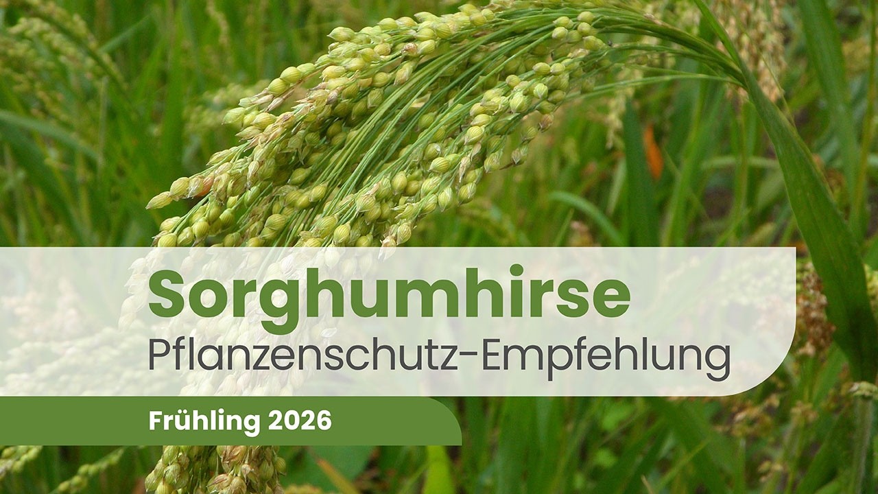 Sorghumhirse 2026 – Herbizidstrategie & Jugendentwicklung | Pflanzenschutz Beratung