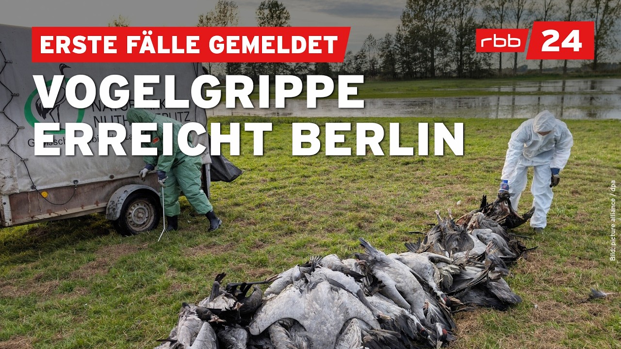 Vogelgrippe in Berlin: 16 Verdachtsfälle gemeldet