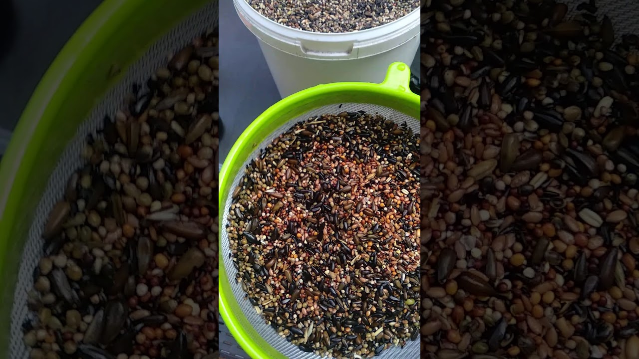 preparando semillas para germinar