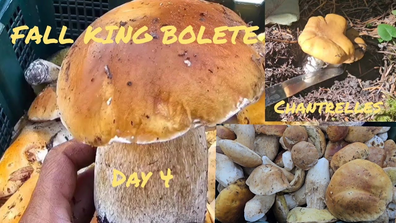Mushroom Foraging| FALL KING BOLETE (Boletus Edilus) and Chantrelles|Day 4| 2023.