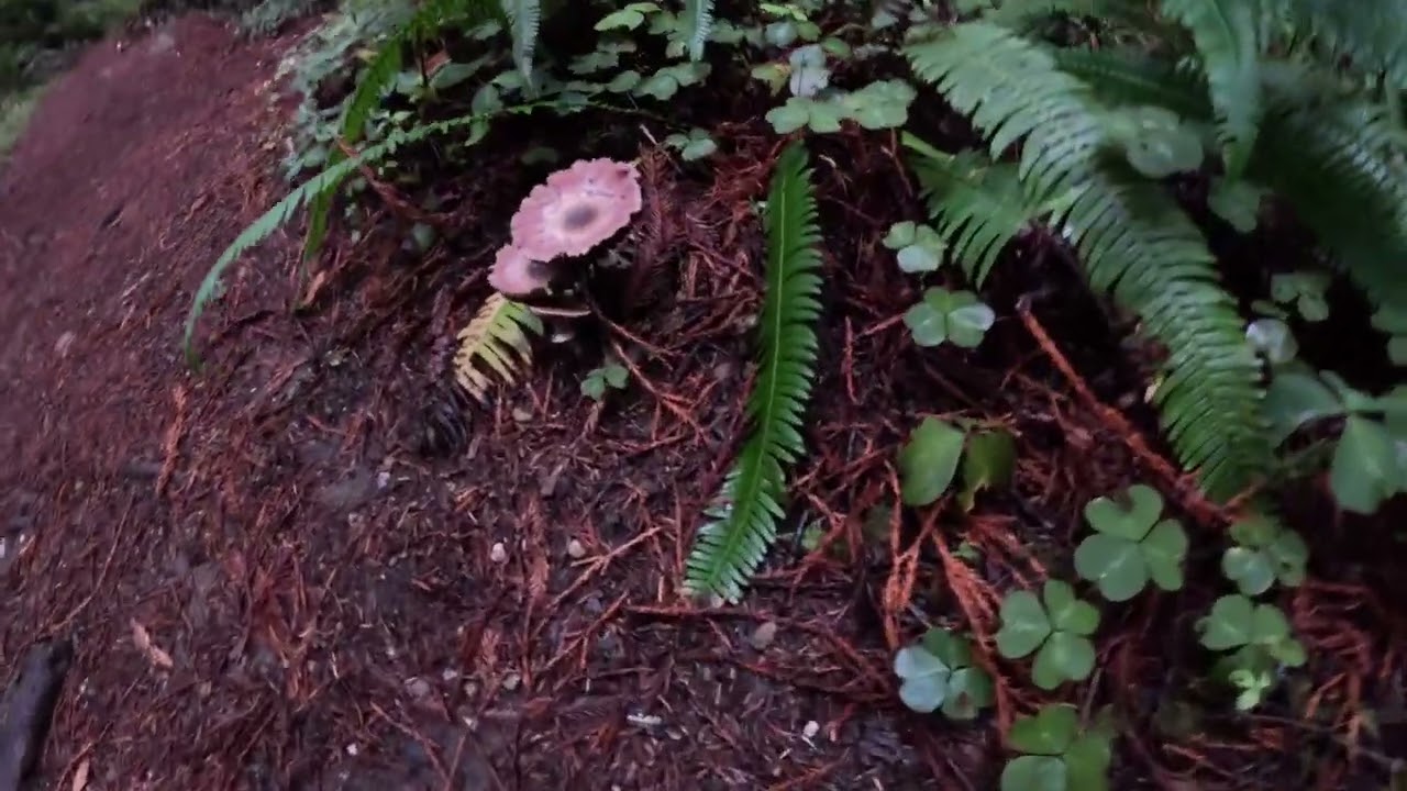 Hiking James Irvine Trail, Fern Canyon, and Miners Trail at Redwoods National Park 4k
