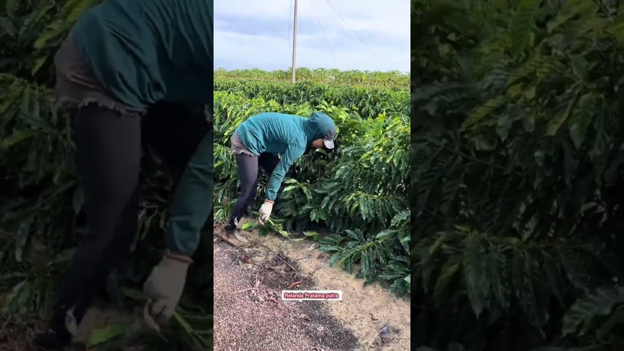pruning coffee plants #caffe #coffe #farming
