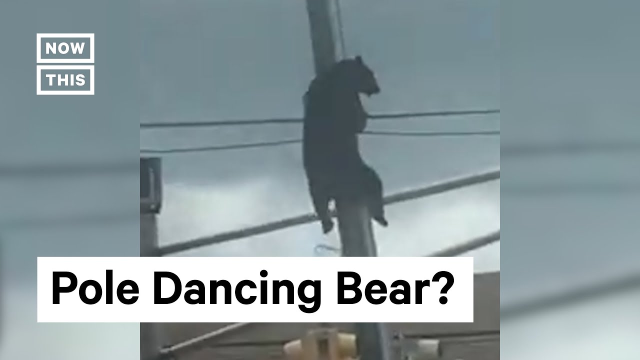 Bear Climbs Utility Pole in New Jersey