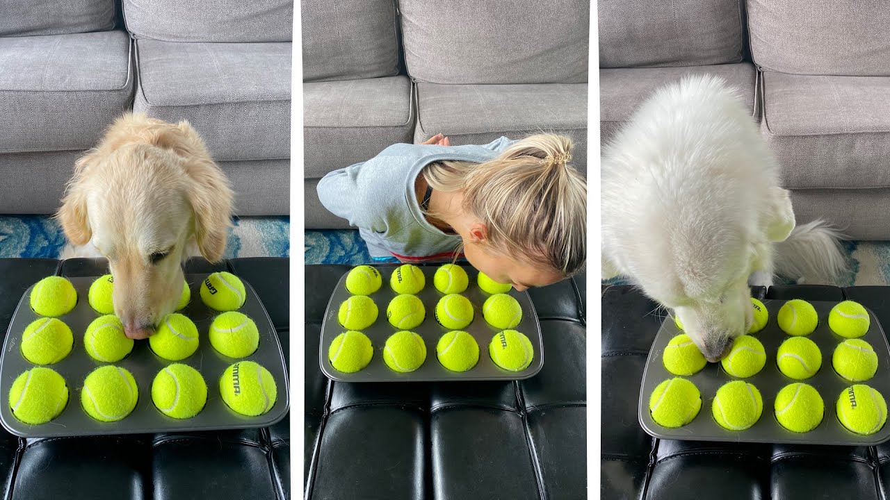 GIRL VS DOGS CHALLENGE! (Super Cooper Sunday #247)