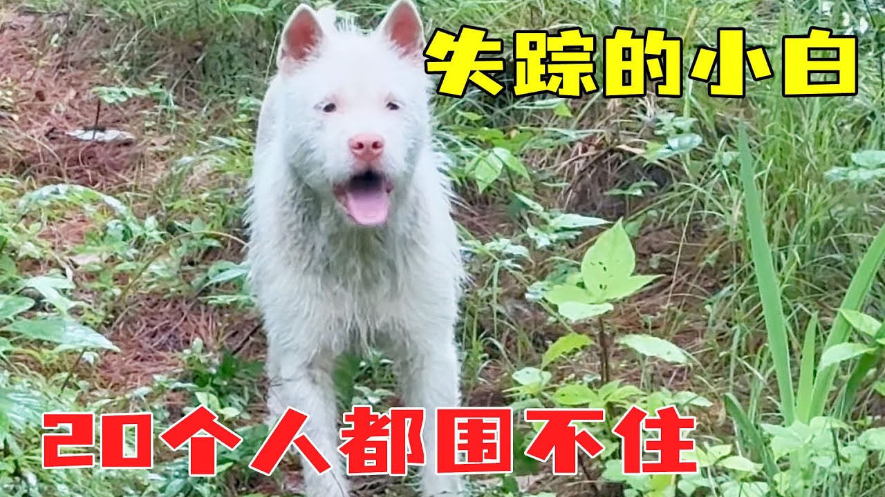 失踪了26天的小白终于出现了，看起来变得更加壮实了，20个人都围不住它！【乡野志刚】#生活 #山林 #乡野生活 #宠物