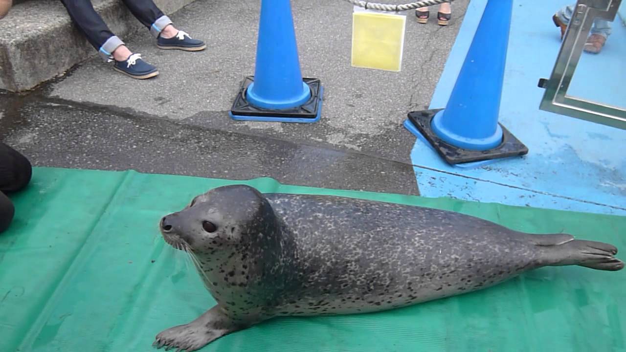 東武動物公園　芸をする可愛いアザラシ