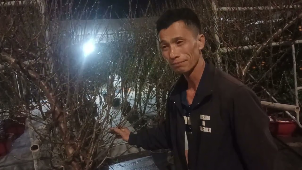 Đào bắc giang bán ở chợ hoa mạo khê,giá đào tối 20/12#daobacgiang