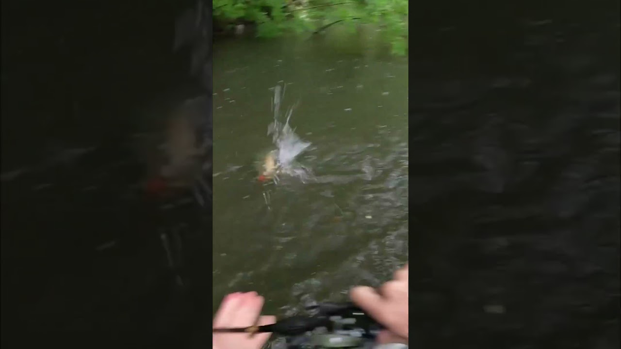 春先ミノーイング④ #トップウォーター #fishing #bassfishing