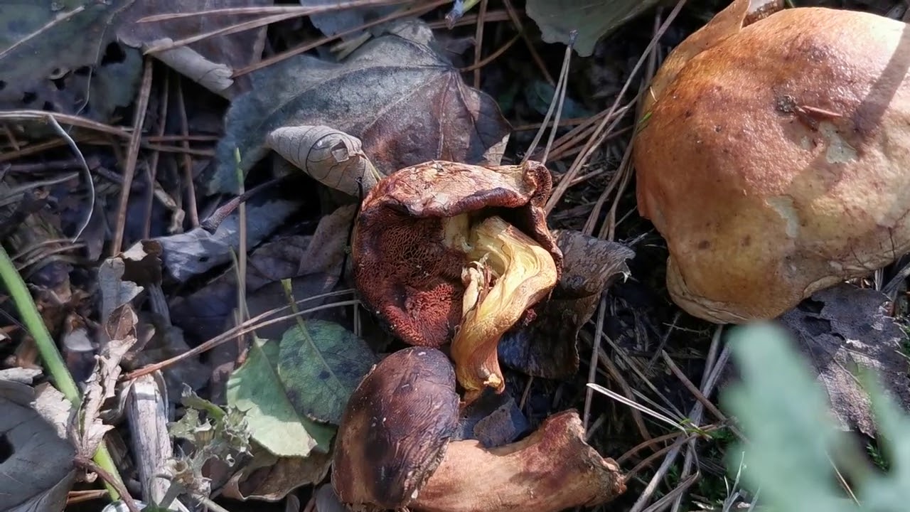 Maślaczek pieprzowy Chalciporus piperatus, ciekawy grzyb o ostrym smaku