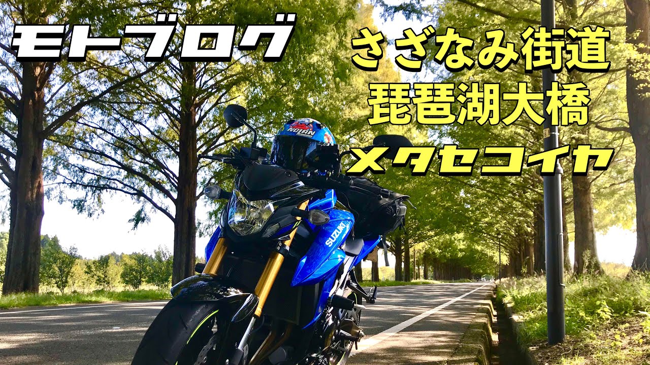 【モトブログ】さざなみ街道～メタセコイヤ並木　#メタセコイヤ#gsxs750
