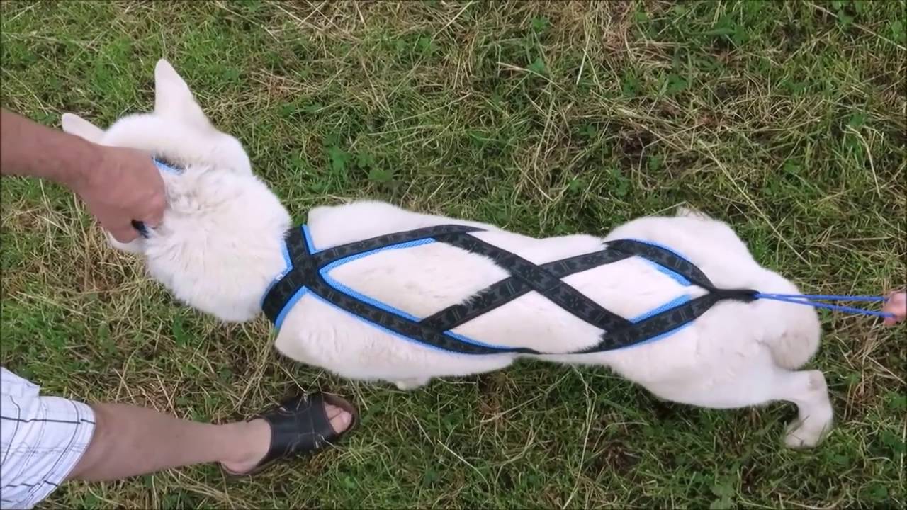 Dlouhý postroj Run od Manmatu