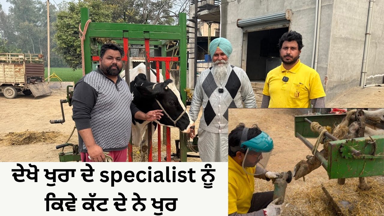 SPECIALIST OF HOOF TRIMMING ਦੇਖੋ ਖੁਰ ਕੱਟਣ ਵਾਲੇ ਮਾਹਿਰ ਮੁੰਡਿਆ ਨੂੰ | AULAKH DAIRY FARM | BATHINDA