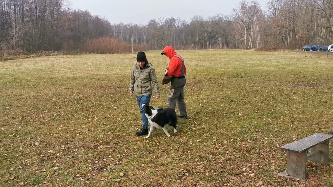 Furia border collie IGP-1 exam