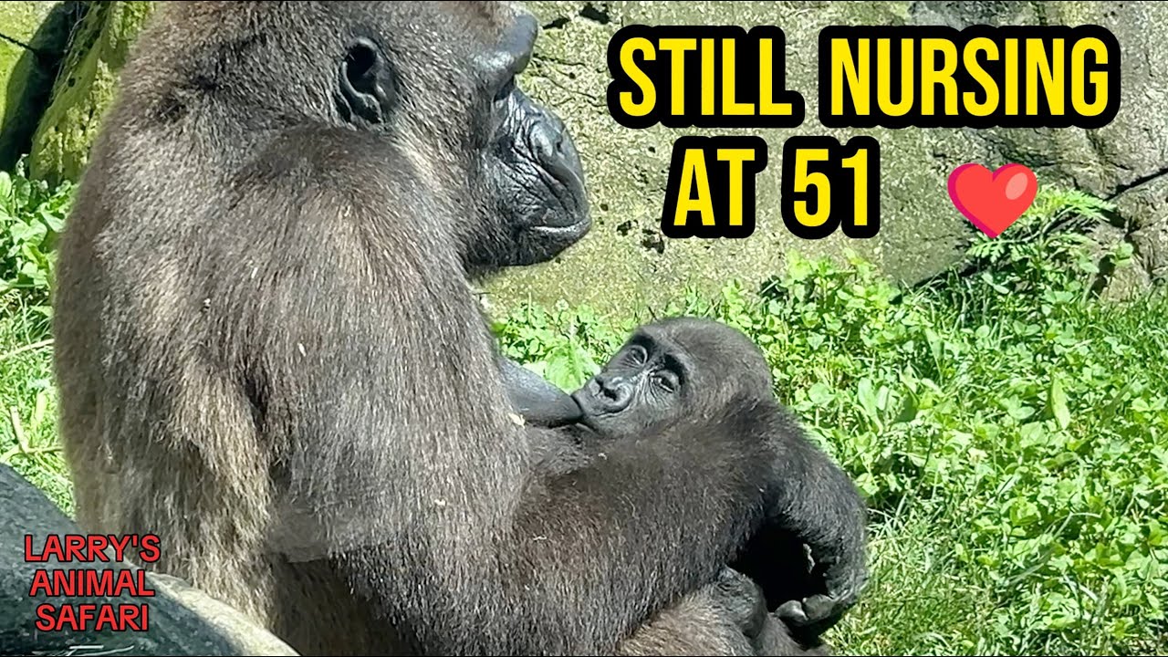 Первый подъём на дерево Джамилы! 🥹🦍 Так смело, так мило