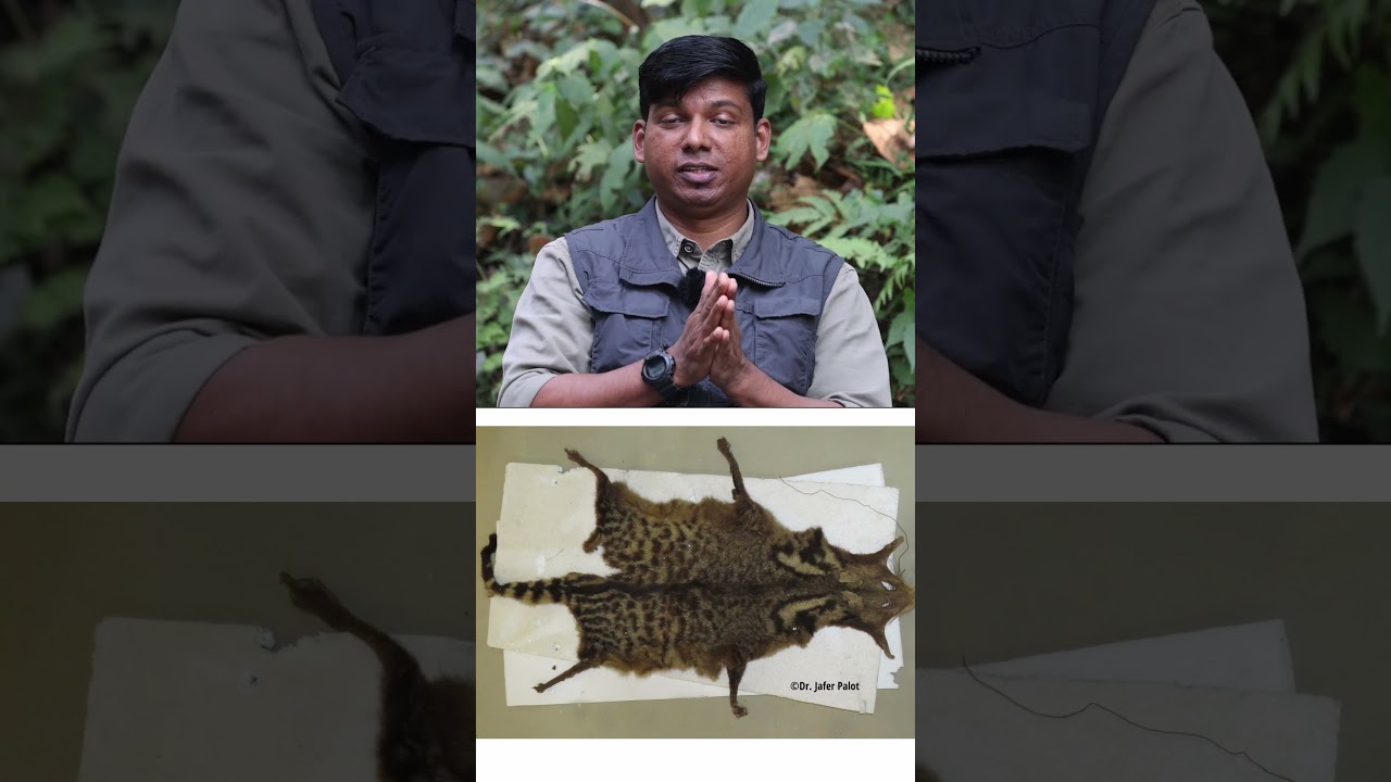 The mysterious creature called the Malabar Veruk! #davidrajutalks #wildlife