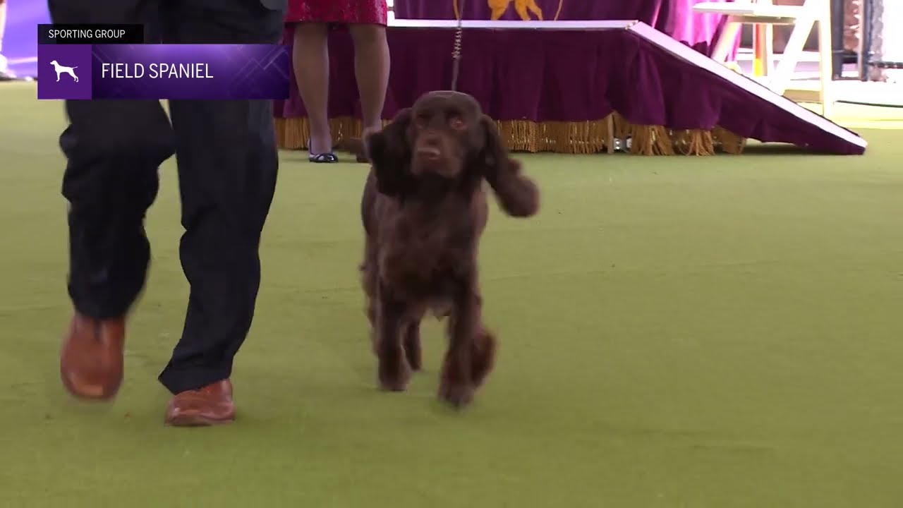 Spaniels (Field) | Breed Judging 2024