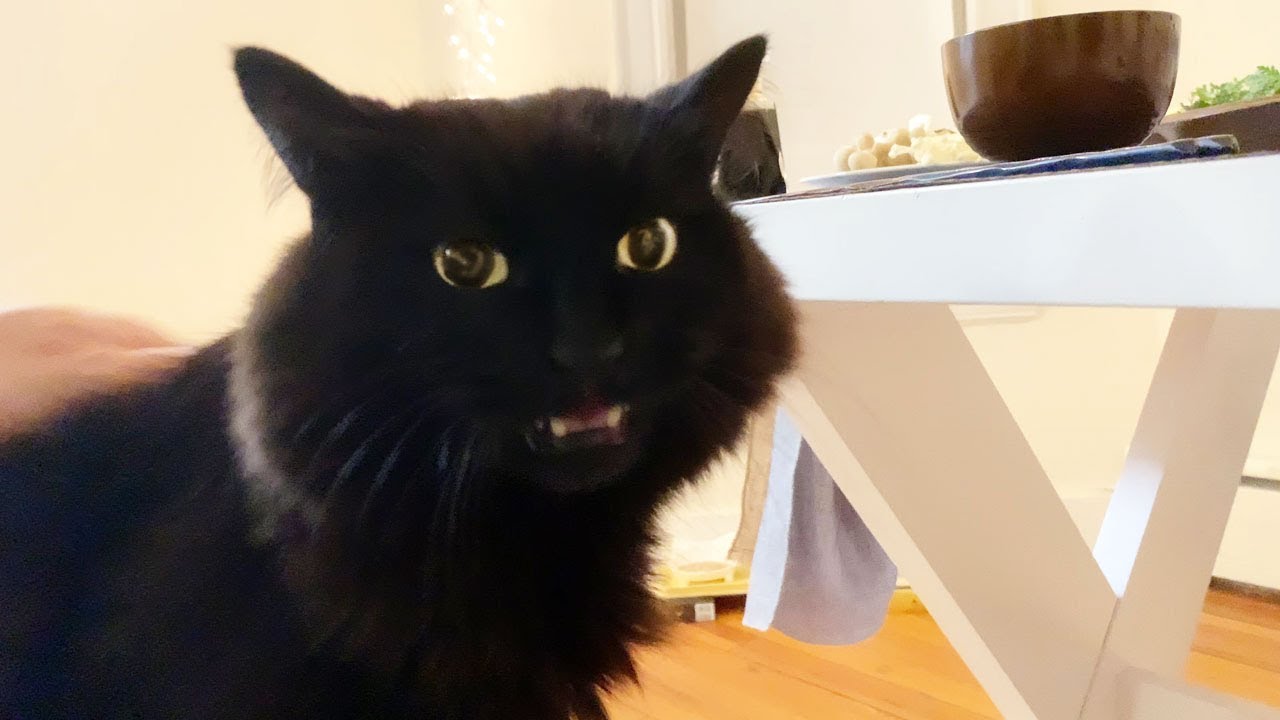 【しゃべる猫】早く食事を始めろと人間に口出しをする猫【しおちゃん】