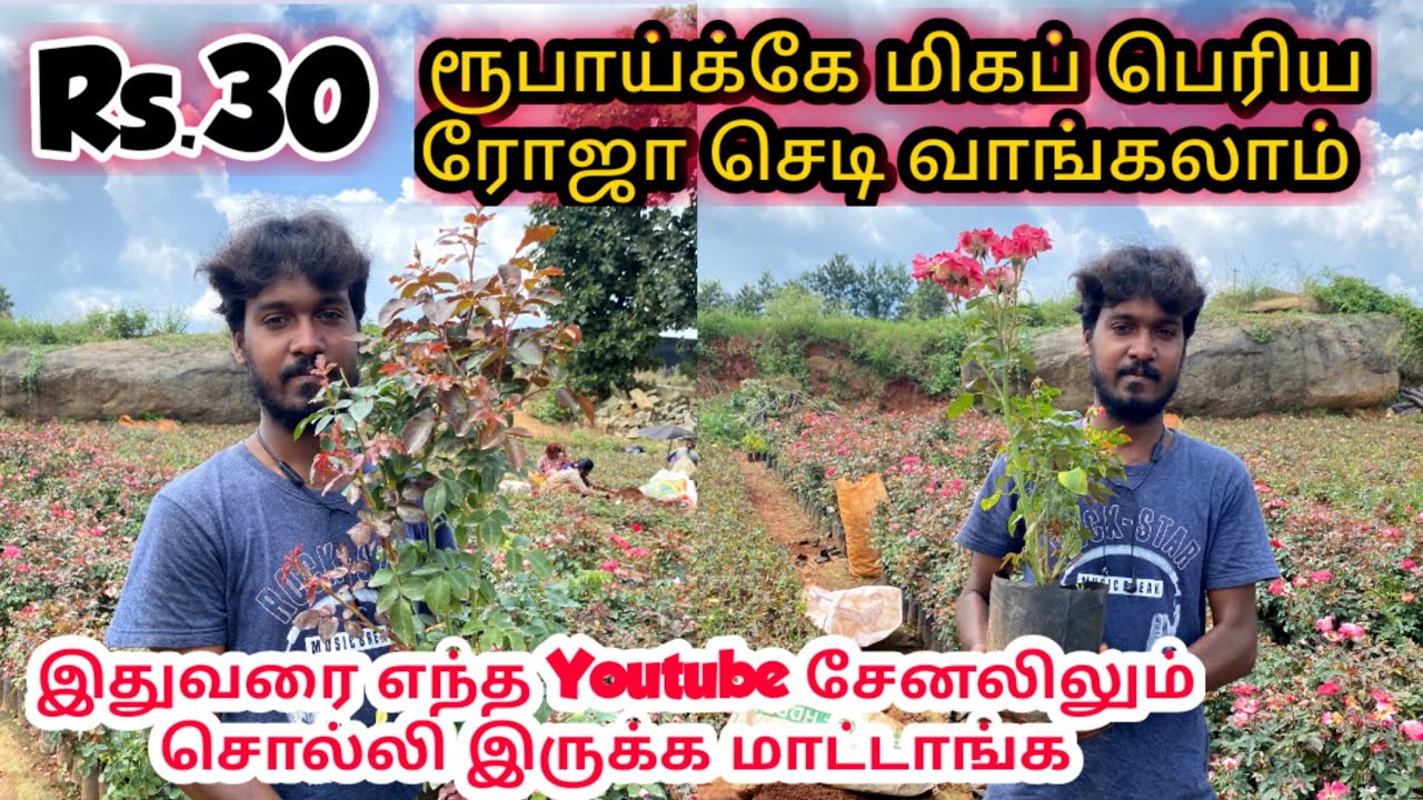 🔴🤭Rs.30 ரூபாய்க்கு மிகப்பெரிய ரோஜா செடி கிடைக்கும்/Rose plant low price secret place revealed 💥💥😍💥😍💥