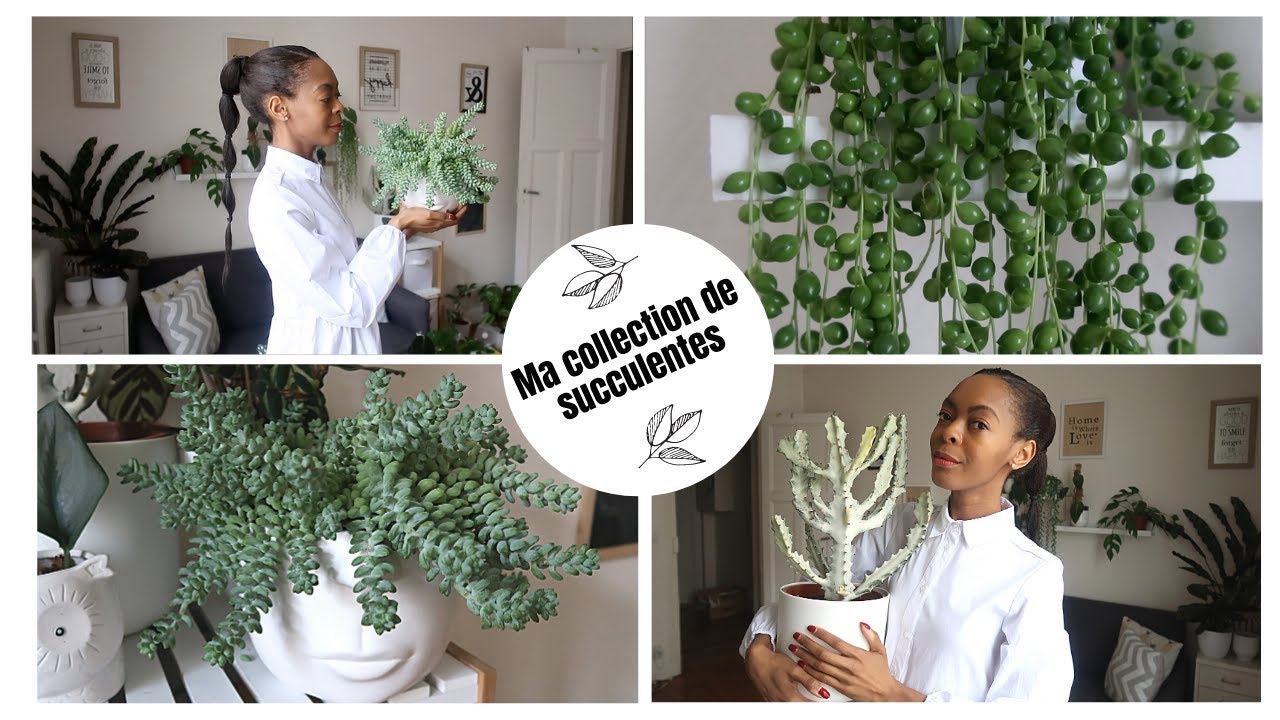 Mes succulentes: collection, entretien, bouturage et resurfaçage.