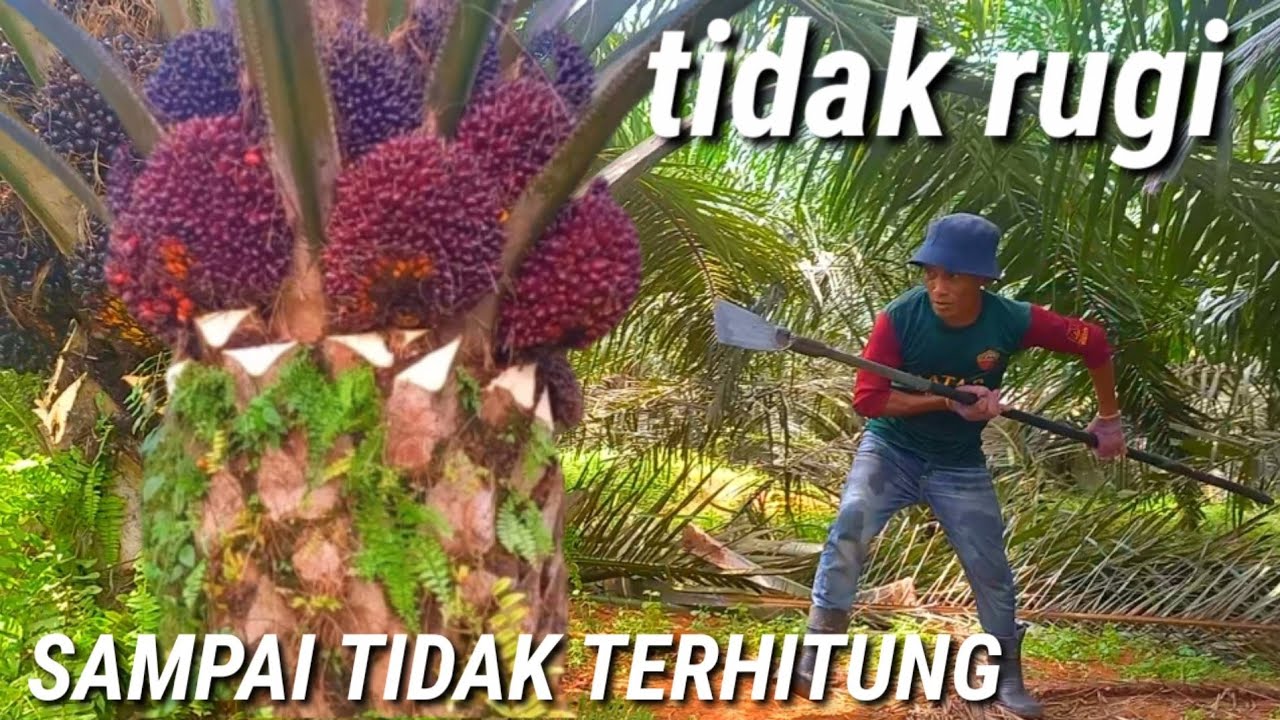 panen sawit unggul sawit berbuah numpuk sampai tidak terhitung buah sawit nya sawit hari ini