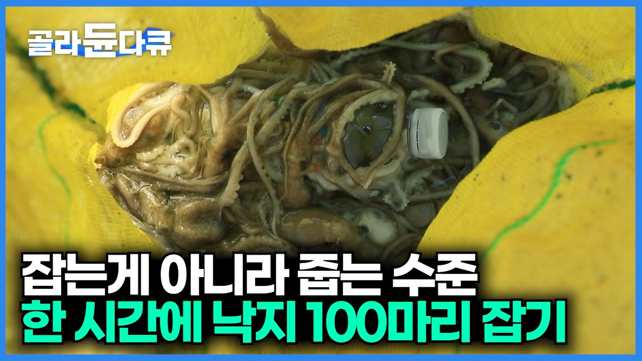 무안 갯벌에서 40년 베테랑에게 쓸어 담기는 세발낙지｜갯벌의 고수｜가을 사냥꾼｜한국기행｜#골라듄다큐
