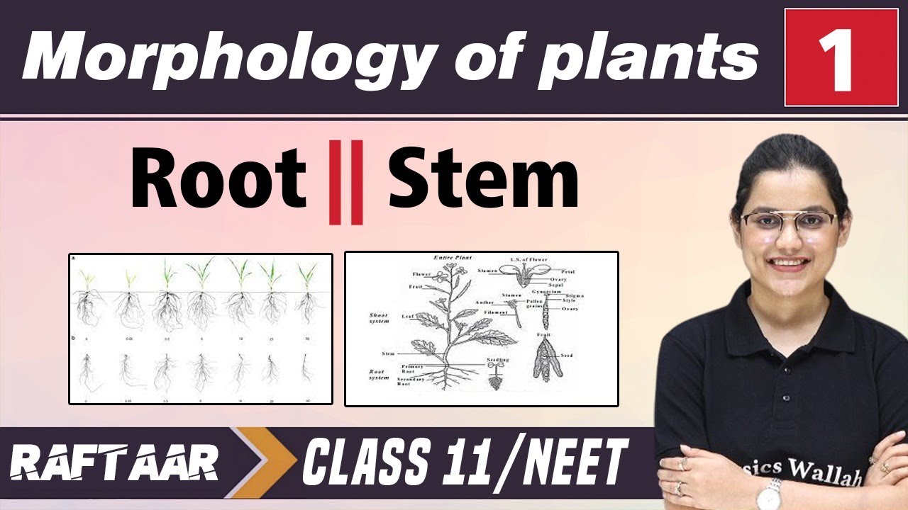 Morphology in Plants 01 || Root || Stem || Class 11/NEET || RAFTAAR