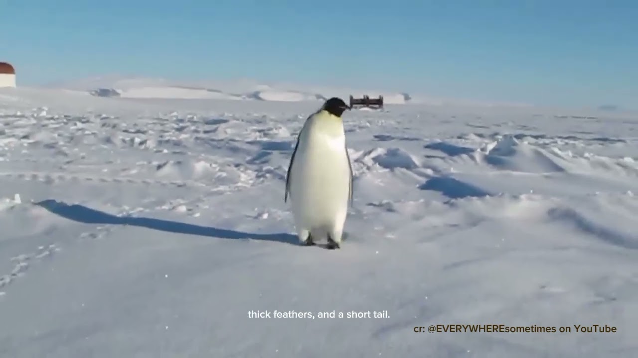 A Report Text about Penguins 🐧