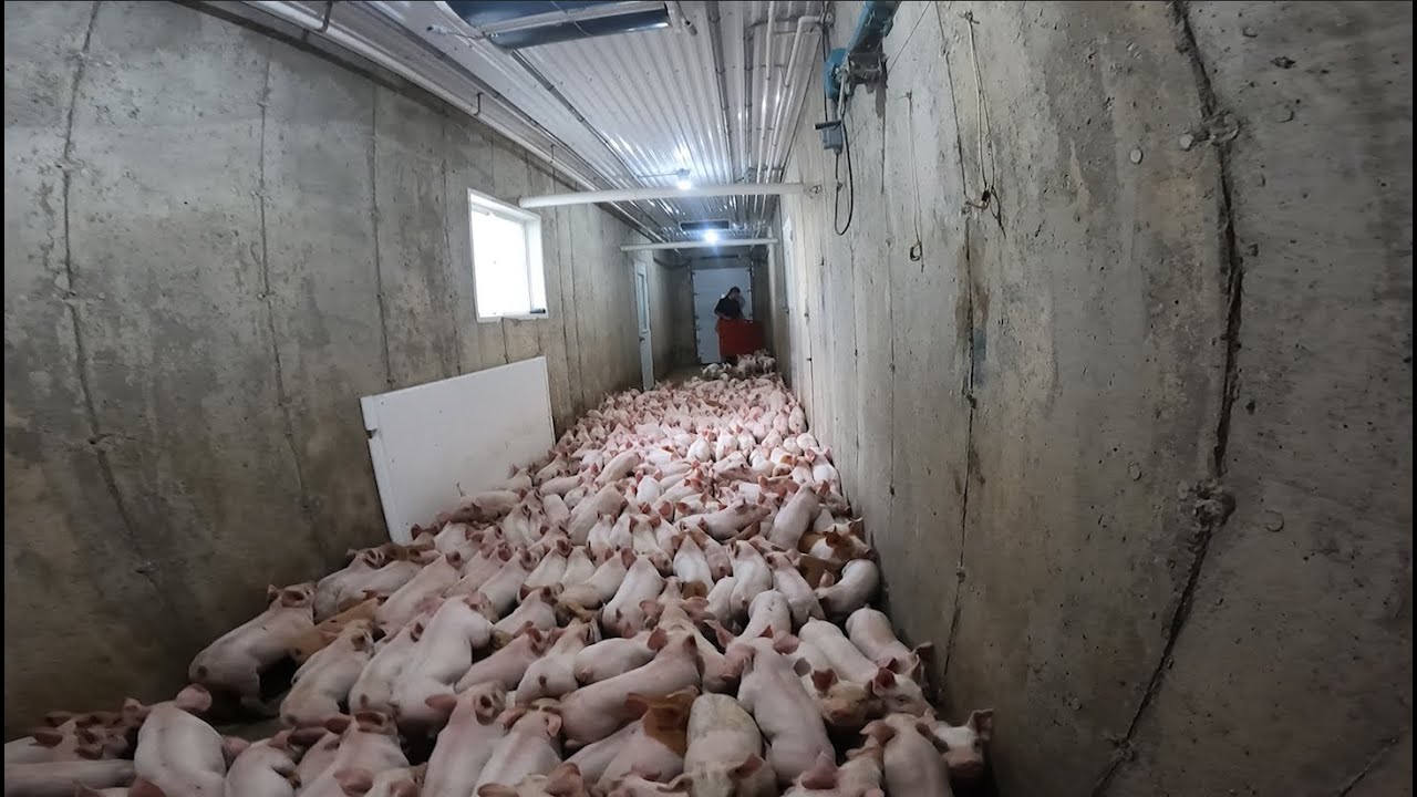 Moving 2500 Weaner Pigs and Planting Continues