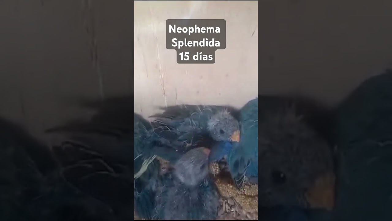 Pichones de neophema splendida, 15 d&iacute;as de eclosionados 🐣