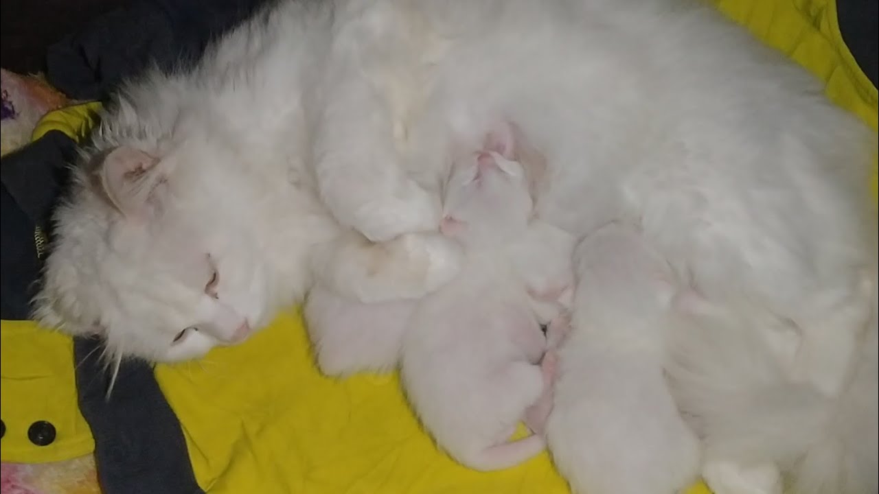 Mother Cat Feeding Milk To Her 3 Cute Newborn Kittens 