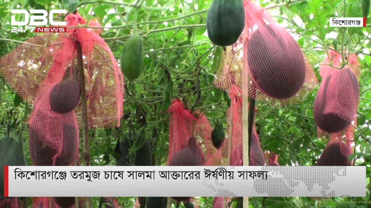 কিশোরগঞ্জে তরমুজ চাষে ঈর্ষণীয় সাফল্য