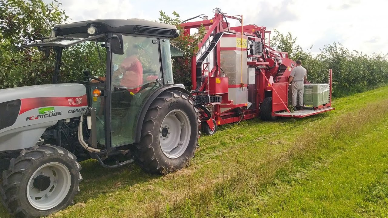 zbiór wiśni 2023 Felix-z weremczuk  mechaniczny zbiór wiśni