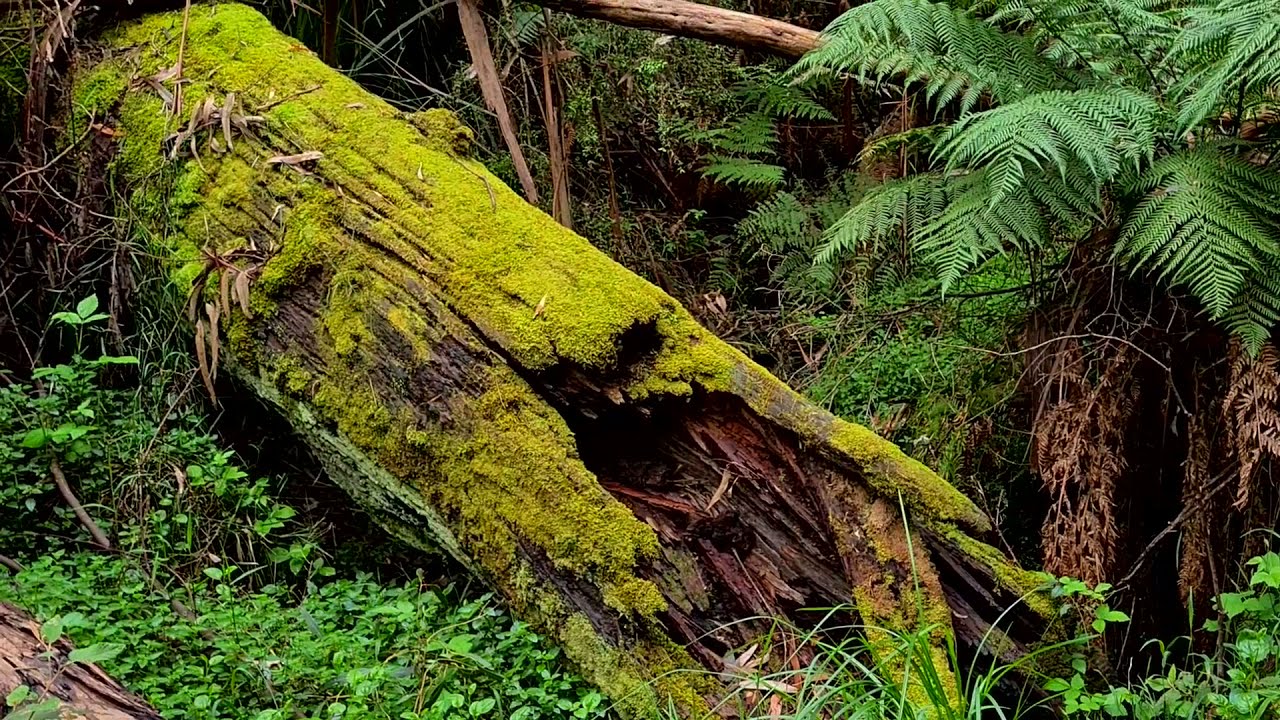 NATURE WALKS |Tree Ferns in the Ferntree Gully Dandenong Ranges National Park